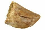 Bargain, Juvenile Carcharodontosaurus Tooth #192661-1